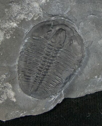 Elrathia Trilobite In Matrix - Utah #6722